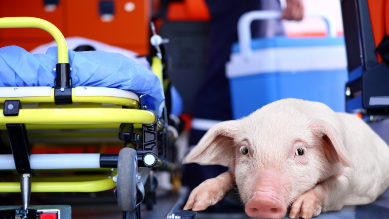 Genetiği İle Oynanmış Domuzun Kalbi İnsana Nakledildi