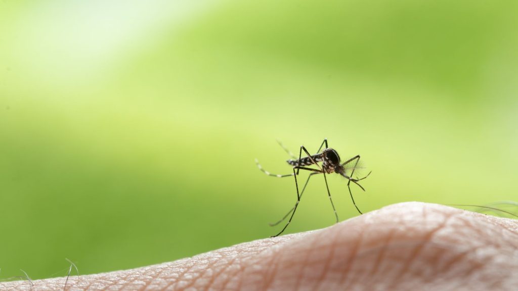 Aedes Sivrisineği Etkisi ve Bulaştırıcılığı