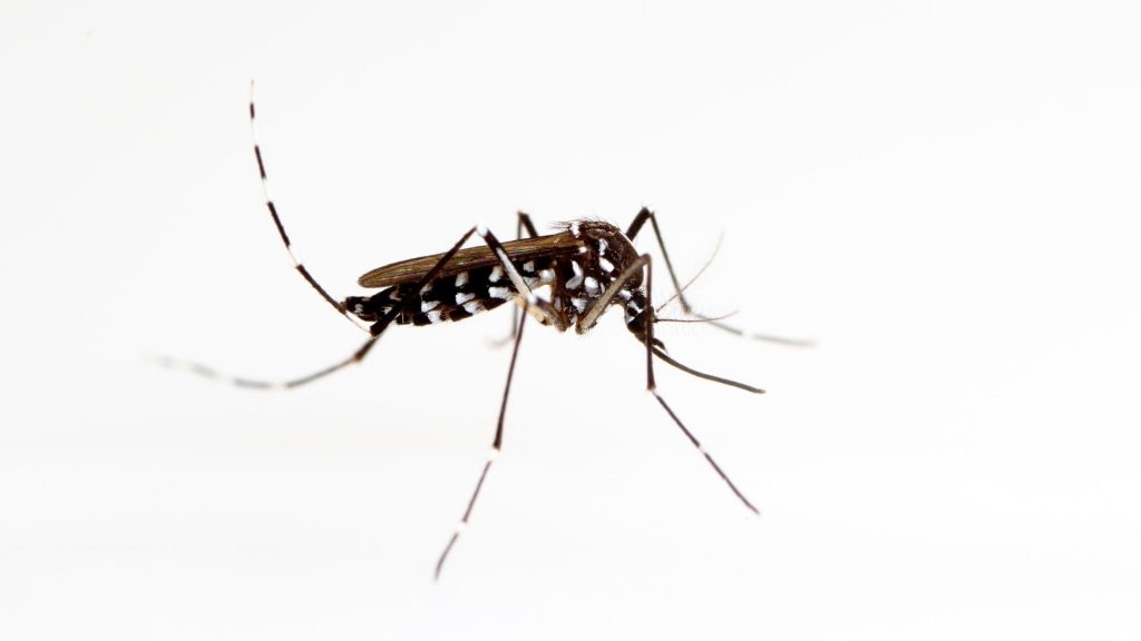 Aedes Sivrisineği Nedir?
