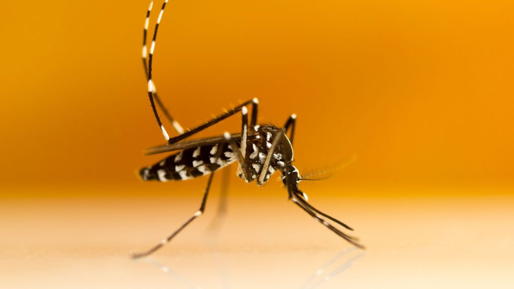 Aedes Sivrisineği Tedavisi