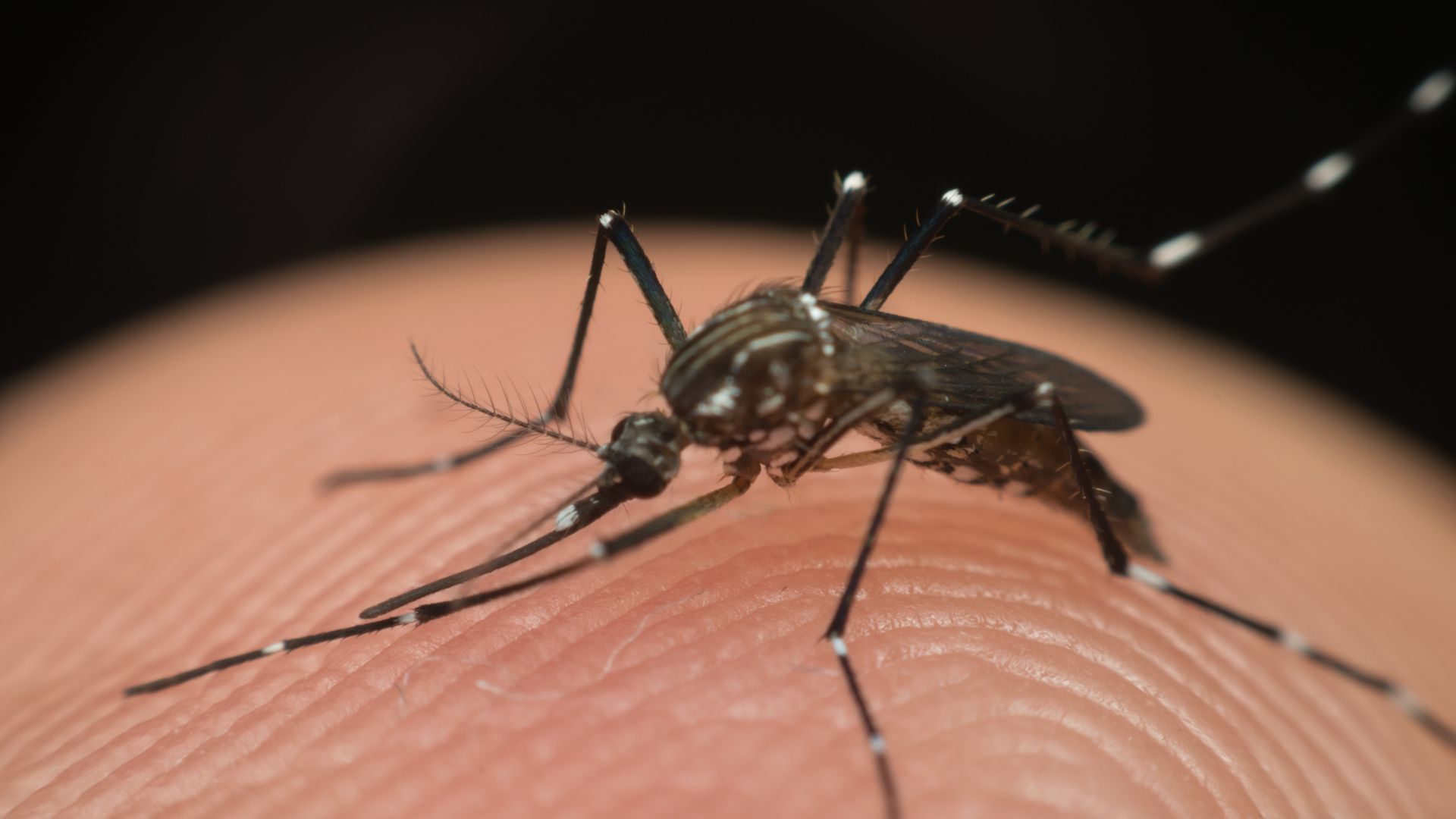Onlarca Virüsü Bulaştırabilen Aedes Sivrisineği